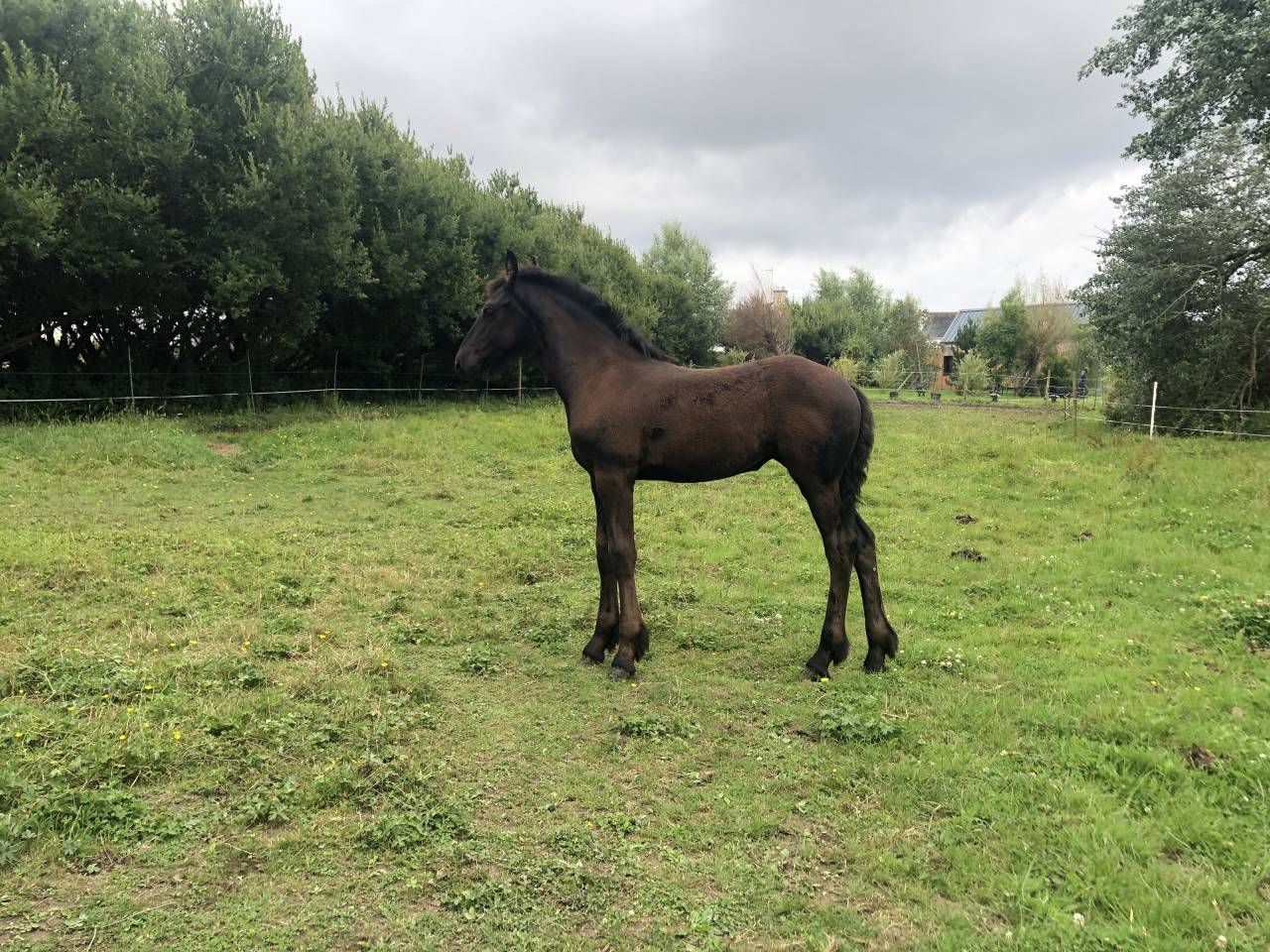 Hippisch vastgoed Koop Finist&egrave;re