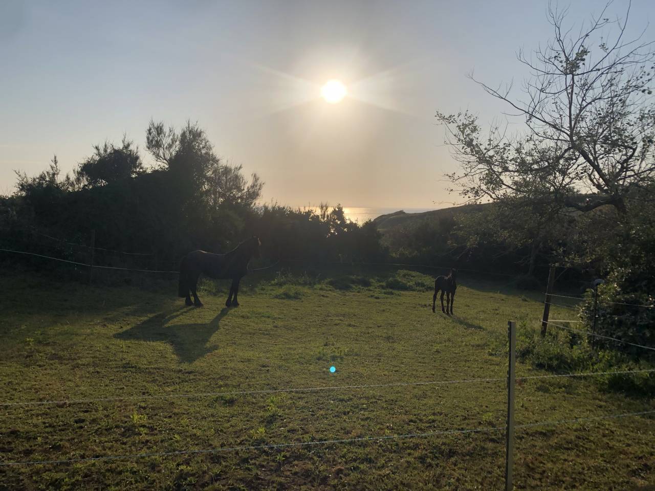 Hippisch vastgoed Koop Finist&egrave;re