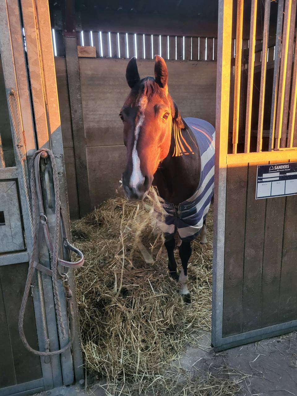 Merrie Franse rijpony PFS Te koop 2015 Zwart