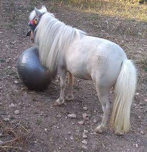 Merrie Andere pony rassen Te koop 2015 Cremello ,  samis avatar