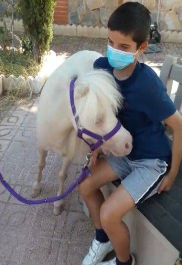 Merrie Andere pony rassen Te koop 2015 Cremello ,  samis avatar