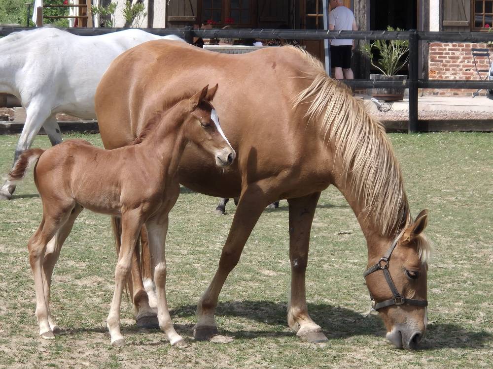 Veulen (ml) Franse rijpony PFS Te koop 2025 Vos ,  Hwen d'O vezauzi&egrave;re