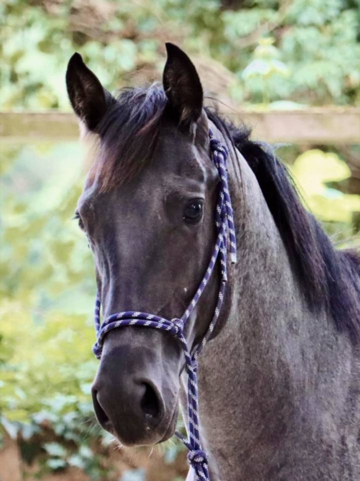 Spartan DD AZUL - Quarter Horse 2023 ,  AZUL blue Valentine