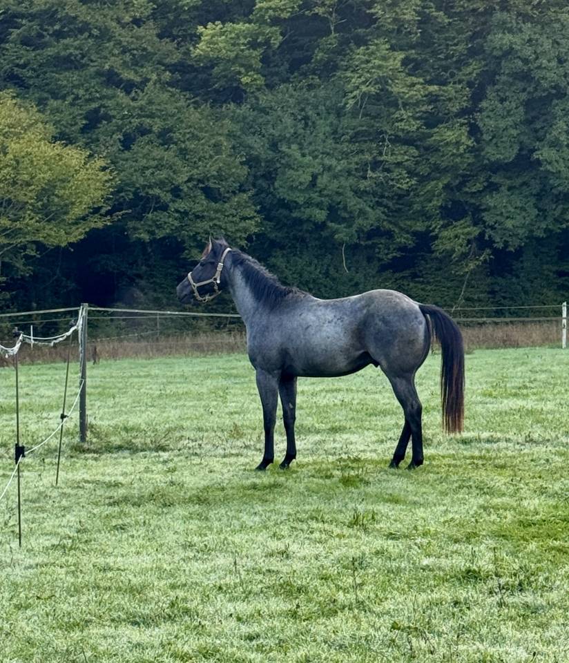 Spartan DD AZUL - Quarter Horse 2023 ,  AZUL blue Valentine