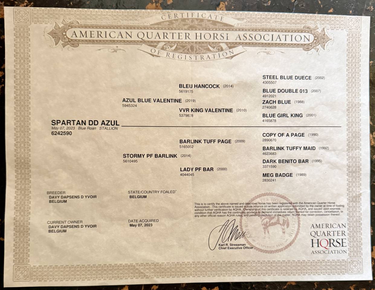 Spartan DD AZUL - Quarter Horse 2023 ,  AZUL blue Valentine