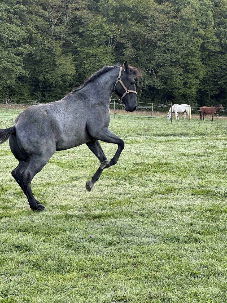 Spartan DD AZUL - Quarter Horse 2023 ,  AZUL blue Valentine