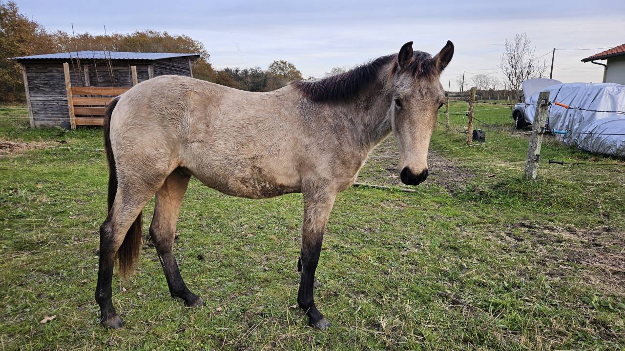 Ruin Franse rijpony PFS Te koop 2024 Isabel