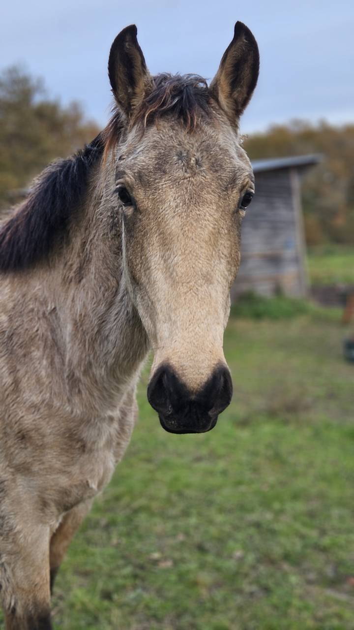 Ruin Franse rijpony PFS Te koop 2024 Isabel