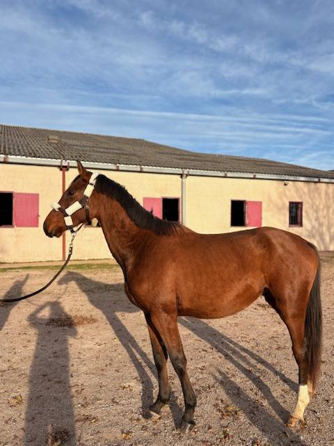 Hengst Selle Fran&ccedil;ais Te koop 2023 Donker bruin / bai ,  CANTURO
