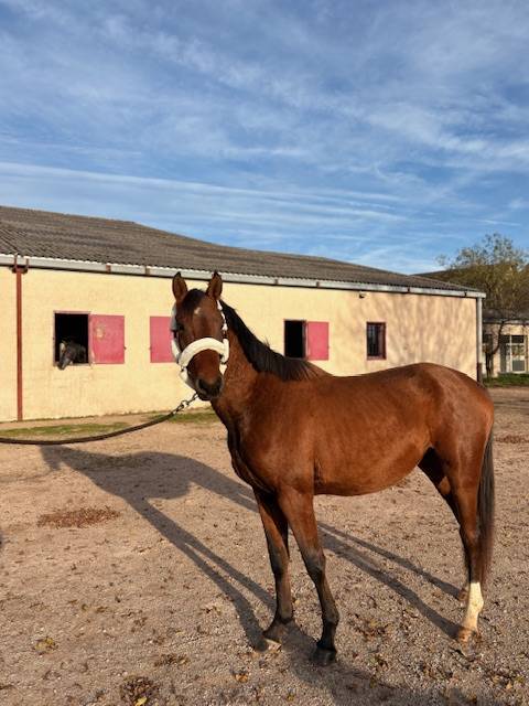 Hengst Selle Fran&ccedil;ais Te koop 2023 Donker bruin / bai ,  CANTURO