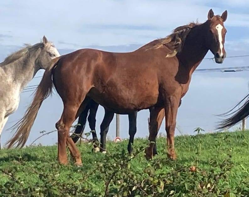Merrie Selle Fran&ccedil;ais Te koop 2012 Vos ,  TELSTAR DE LA POMME