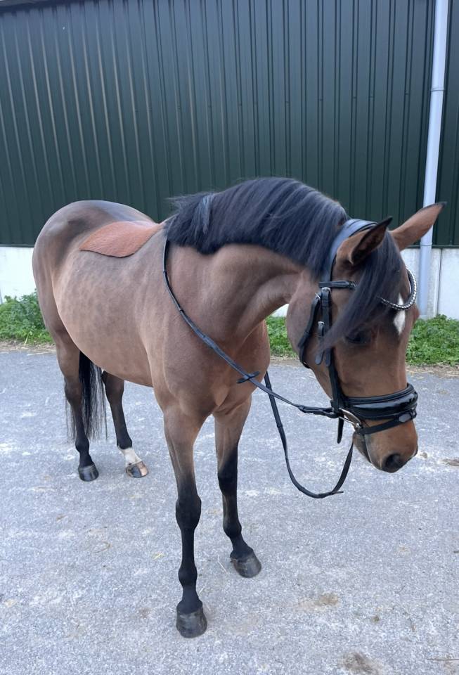 Mooie sport pony met spullen