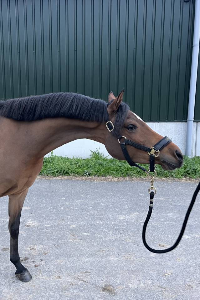 Mooie sport pony met spullen