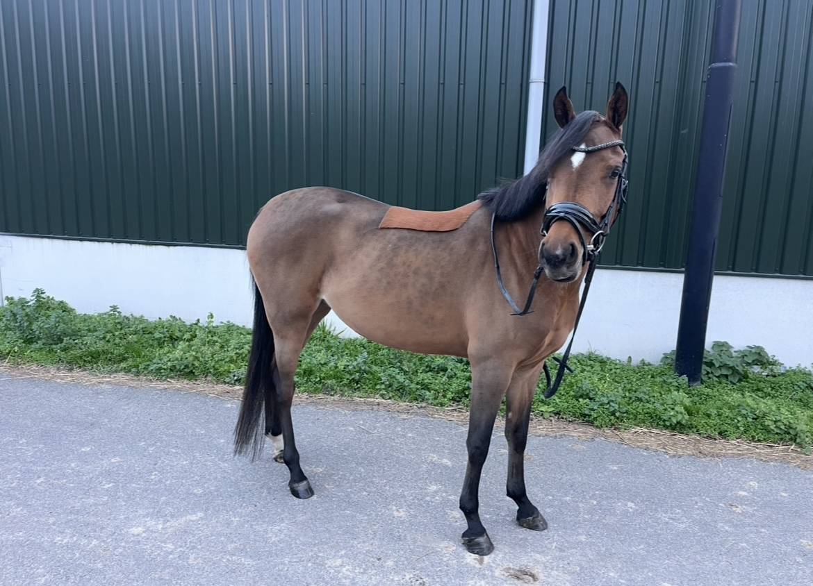 Mooie sport pony met spullen