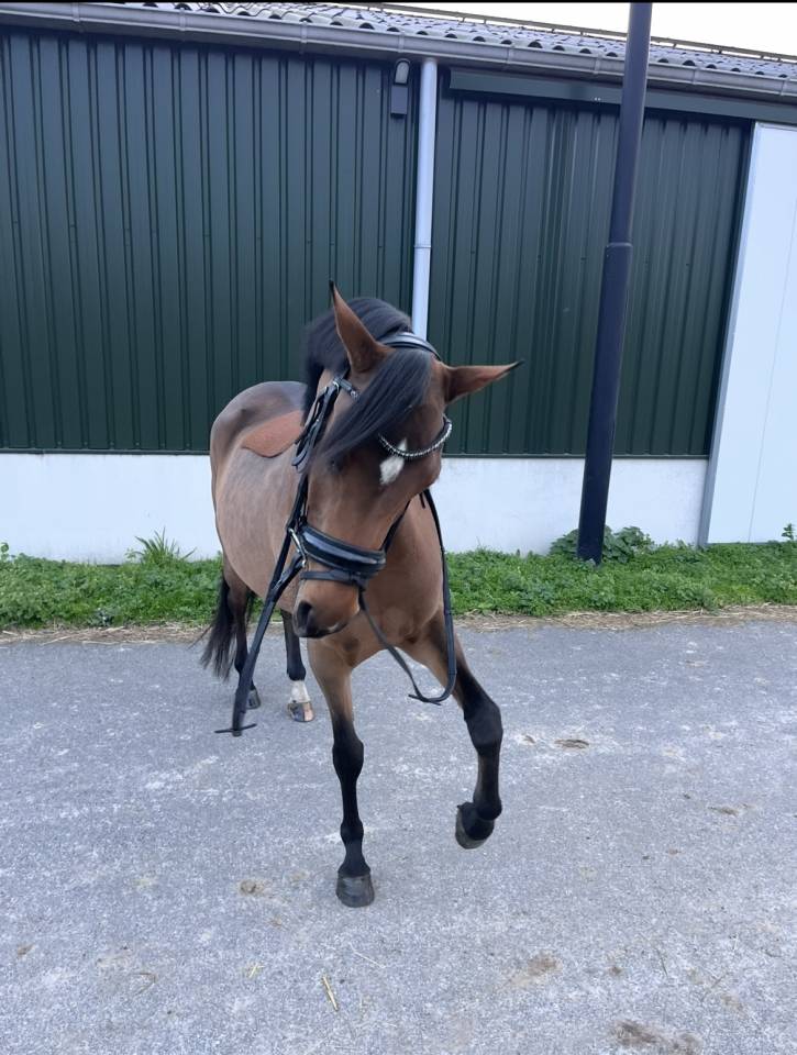 Mooie sport pony met spullen