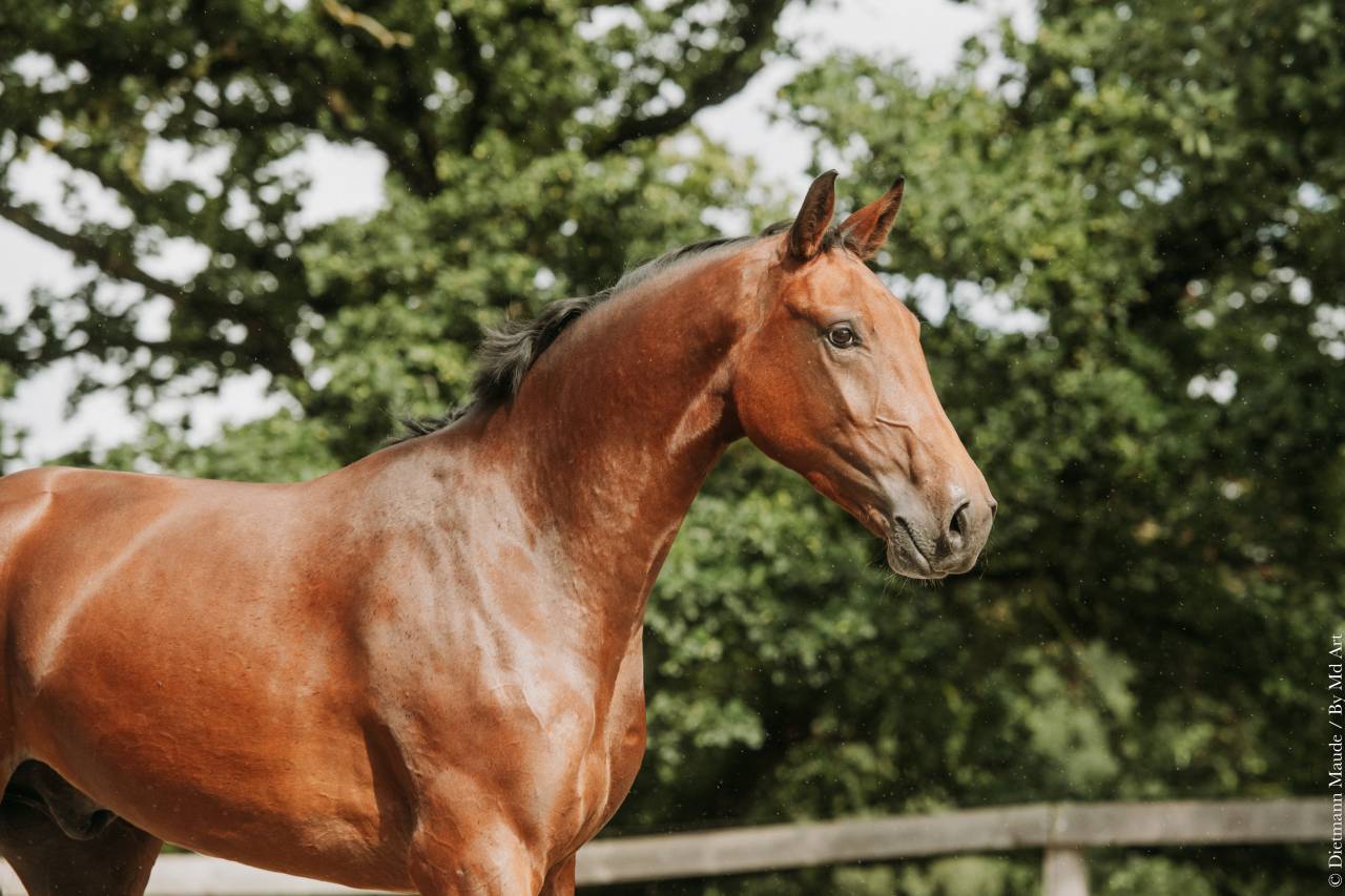 Ruin Andere paarden rassen Te koop 2022 Donker bruin / bai ,  Jovian