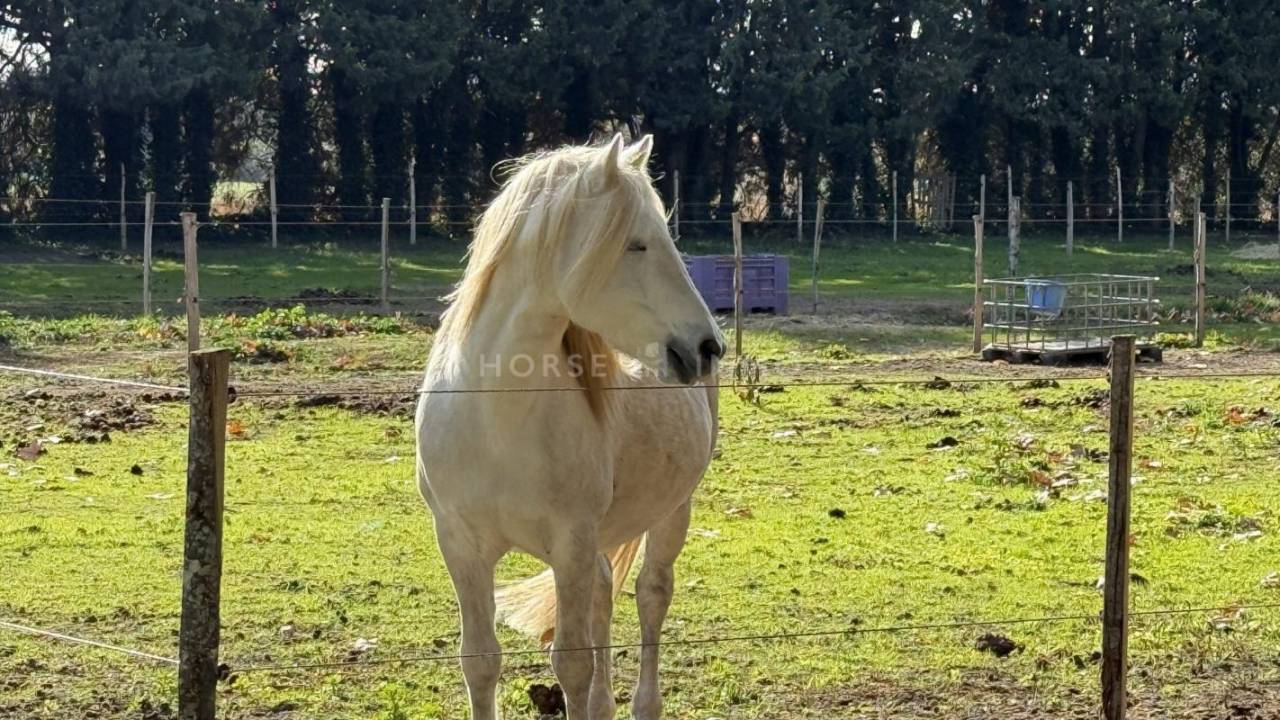 Hippisch vastgoed Koop Gard