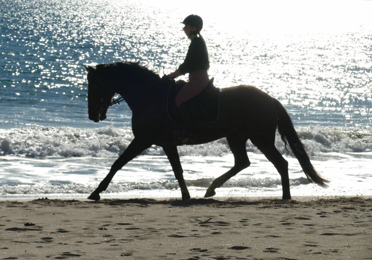 Merrie PRE Puur Ras Spaans Te koop 2021 Bruin / Bai ,  Kefren Cen