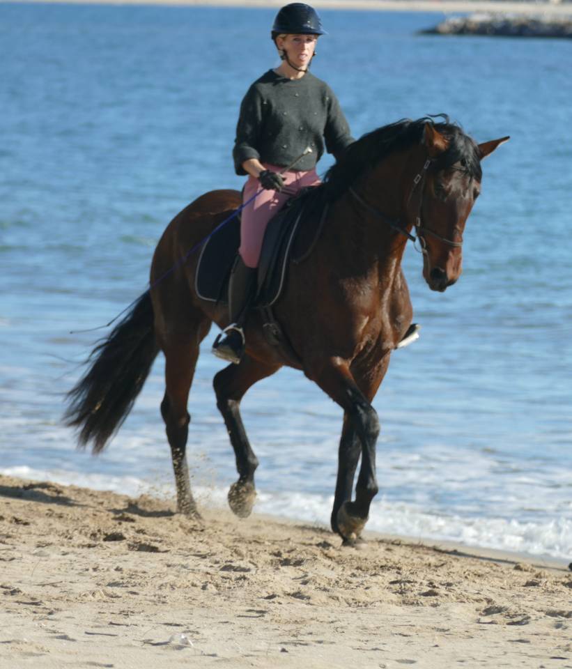 Merrie PRE Puur Ras Spaans Te koop 2021 Bruin / Bai ,  Kefren Cen