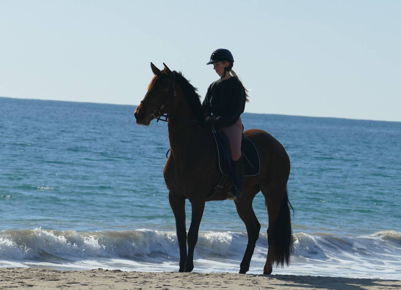 Merrie PRE Puur Ras Spaans Te koop 2021 Bruin / Bai ,  Kefren Cen