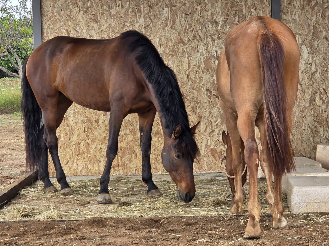 Merrie PRE Puur Ras Spaans Te koop 2021 Bruin / Bai ,  Kefren Cen