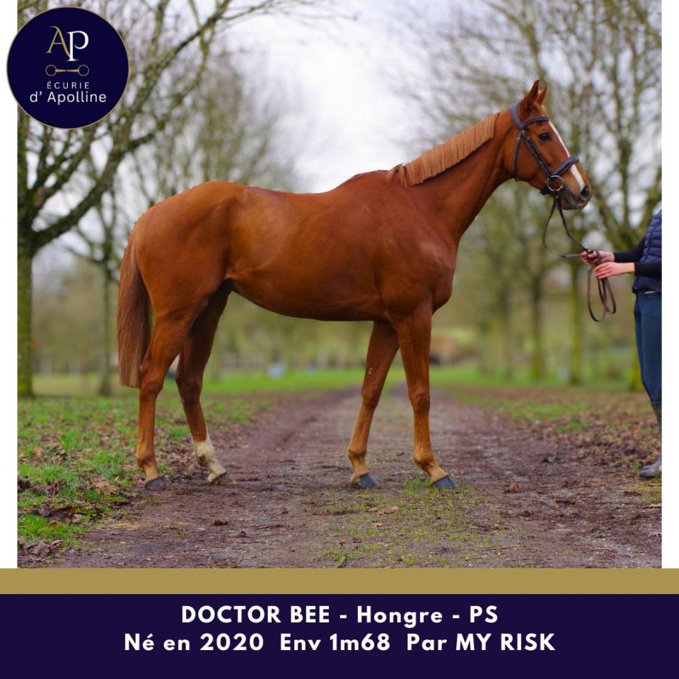 Ruin Volbloed Te koop 2020 Vos