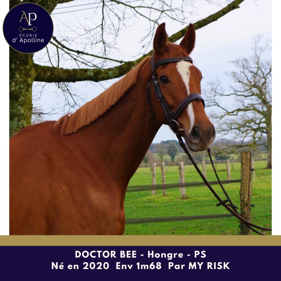 Ruin Volbloed Te koop 2020 Vos