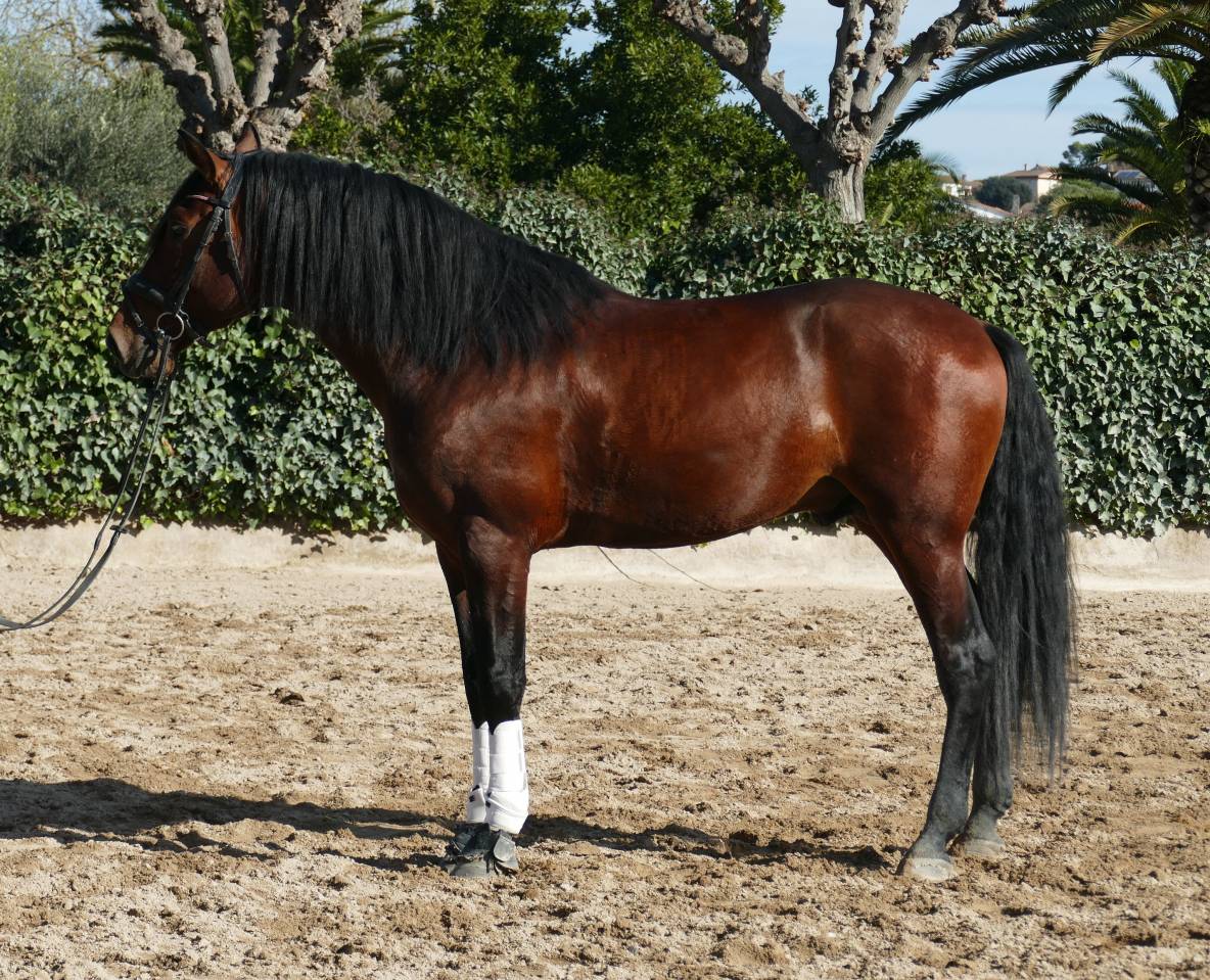 Hengst PRE Puur Ras Spaans Te koop 2021 Donker bruin / bai