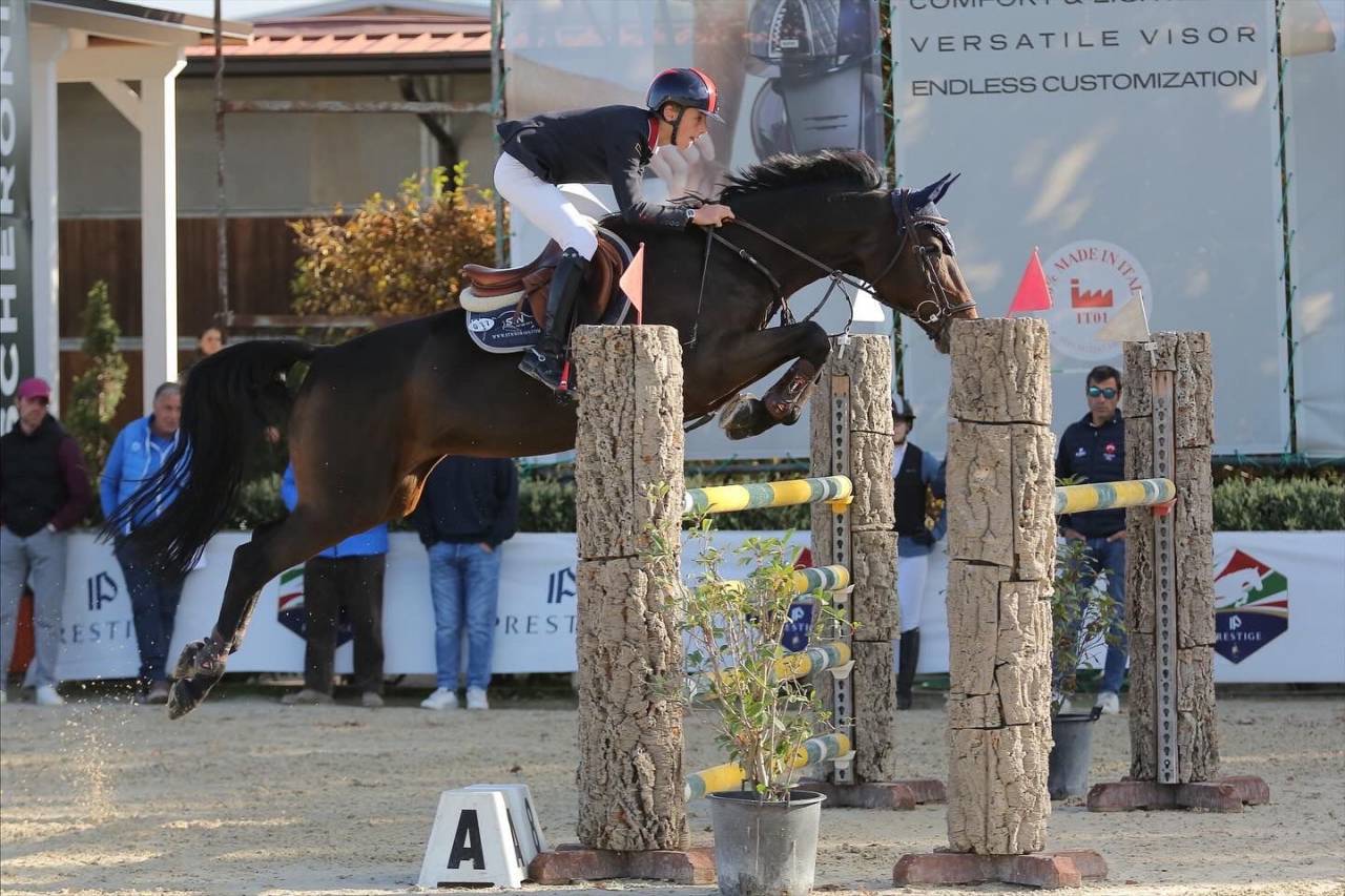Merrie Holsteiner Te koop 2011 Donker bruin / bai