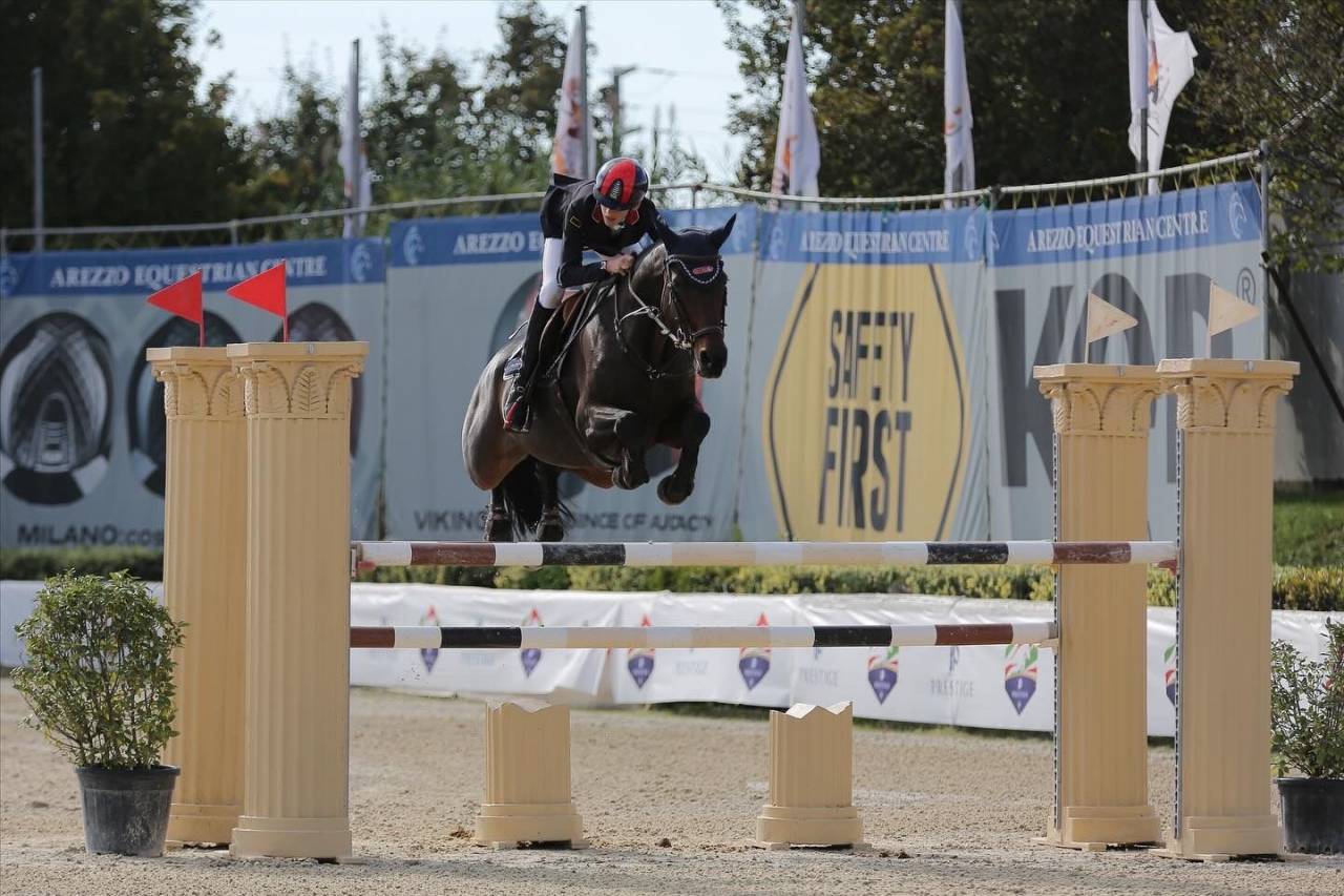 Merrie Holsteiner Te koop 2011 Donker bruin / bai