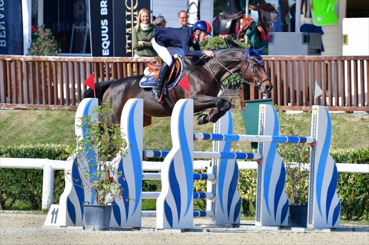 Merrie Holsteiner Te koop 2011 Donker bruin / bai