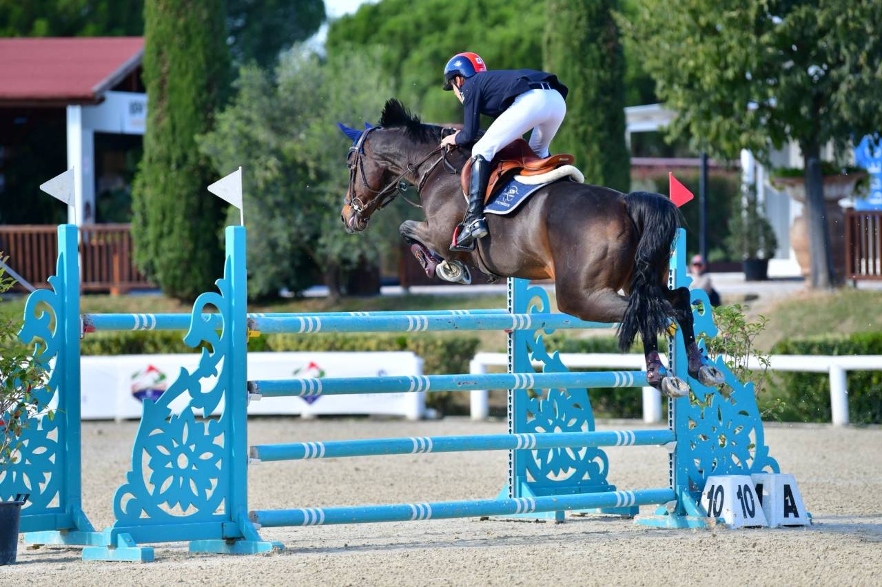 Merrie Holsteiner Te koop 2011 Donker bruin / bai