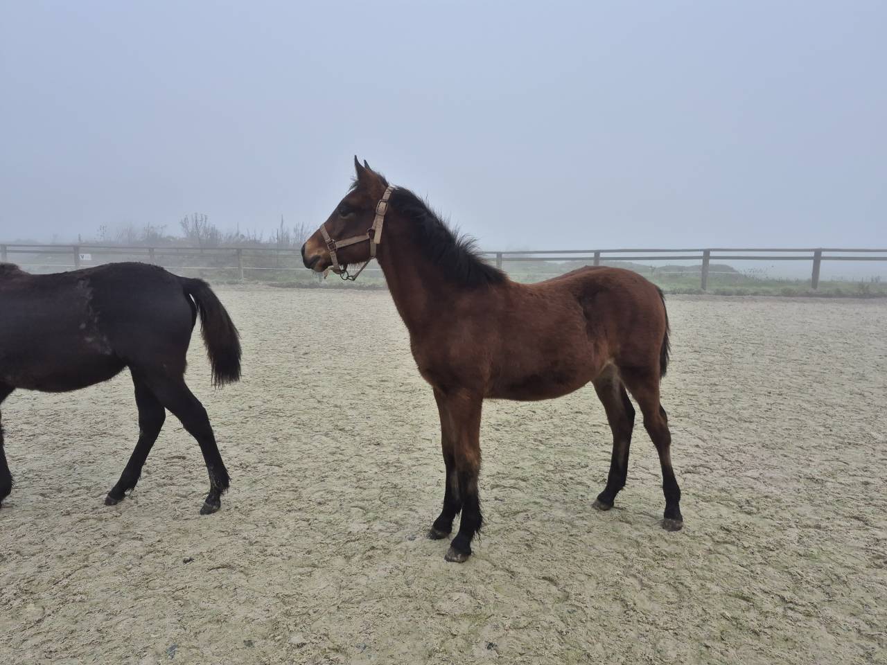 Ruin Welsh Partbred Te koop 2025 Donker bruin / bai