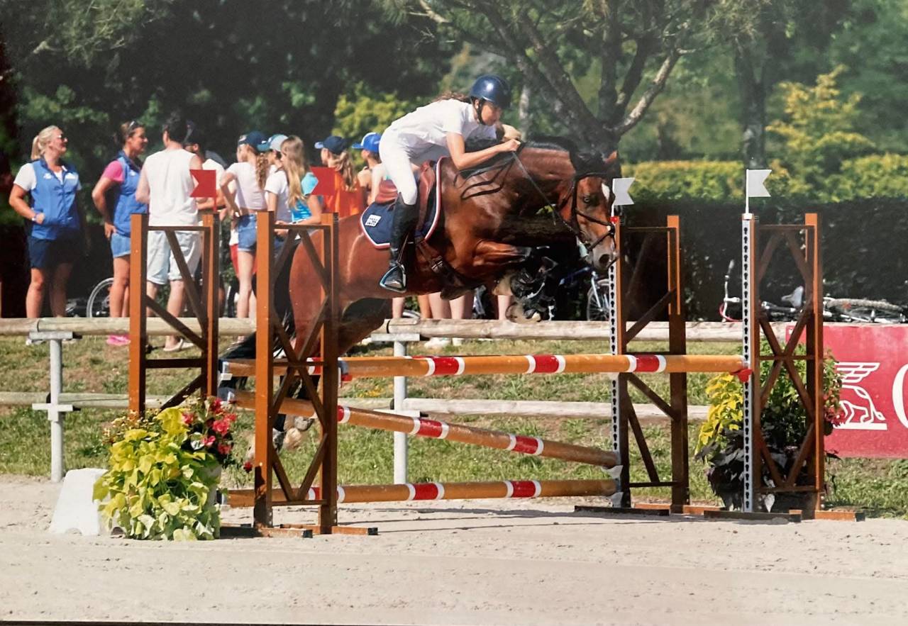 Ruin Welsh Partbred Te koop 2025 Donker bruin / bai