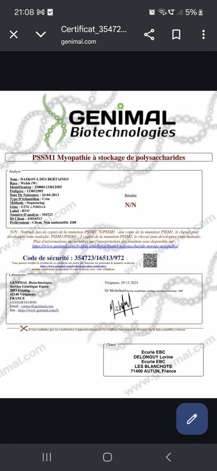 Ruin Welsh Partbred Te koop 2025 Donker bruin / bai