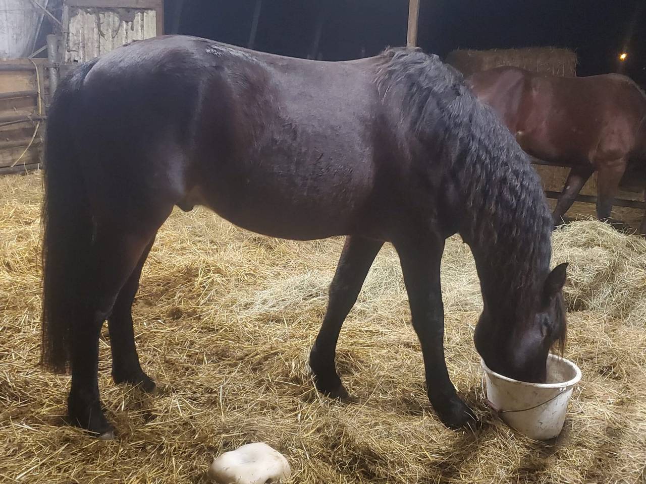 Ruin Welsh Partbred Te koop 2025 Donker bruin / bai