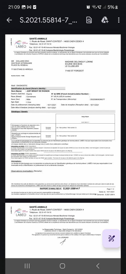 Ruin Welsh Partbred Te koop 2025 Donker bruin / bai