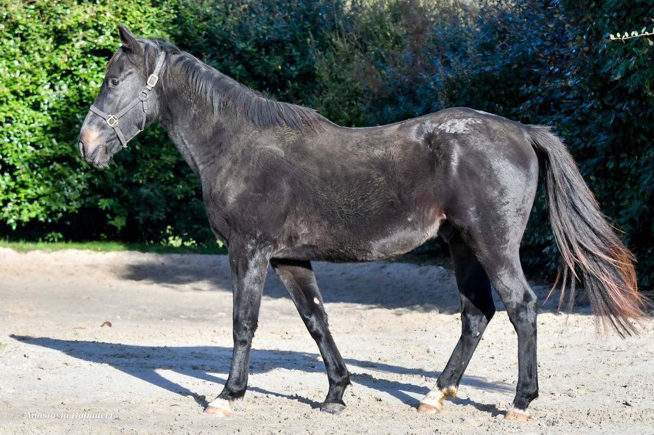 Ruin Volbloed Te koop 2023 Bruin / Bai ,  ECTOT