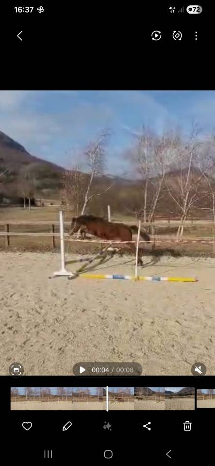Veulen (vr) Welsh Pony (Section D), Welsh Cob  Te koop 2024 Donker bruin / bai ,  Kamil