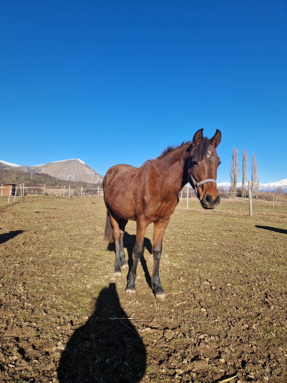 Veulen (vr) Welsh Pony (Section D), Welsh Cob  Te koop 2024 Donker bruin / bai ,  Kamil