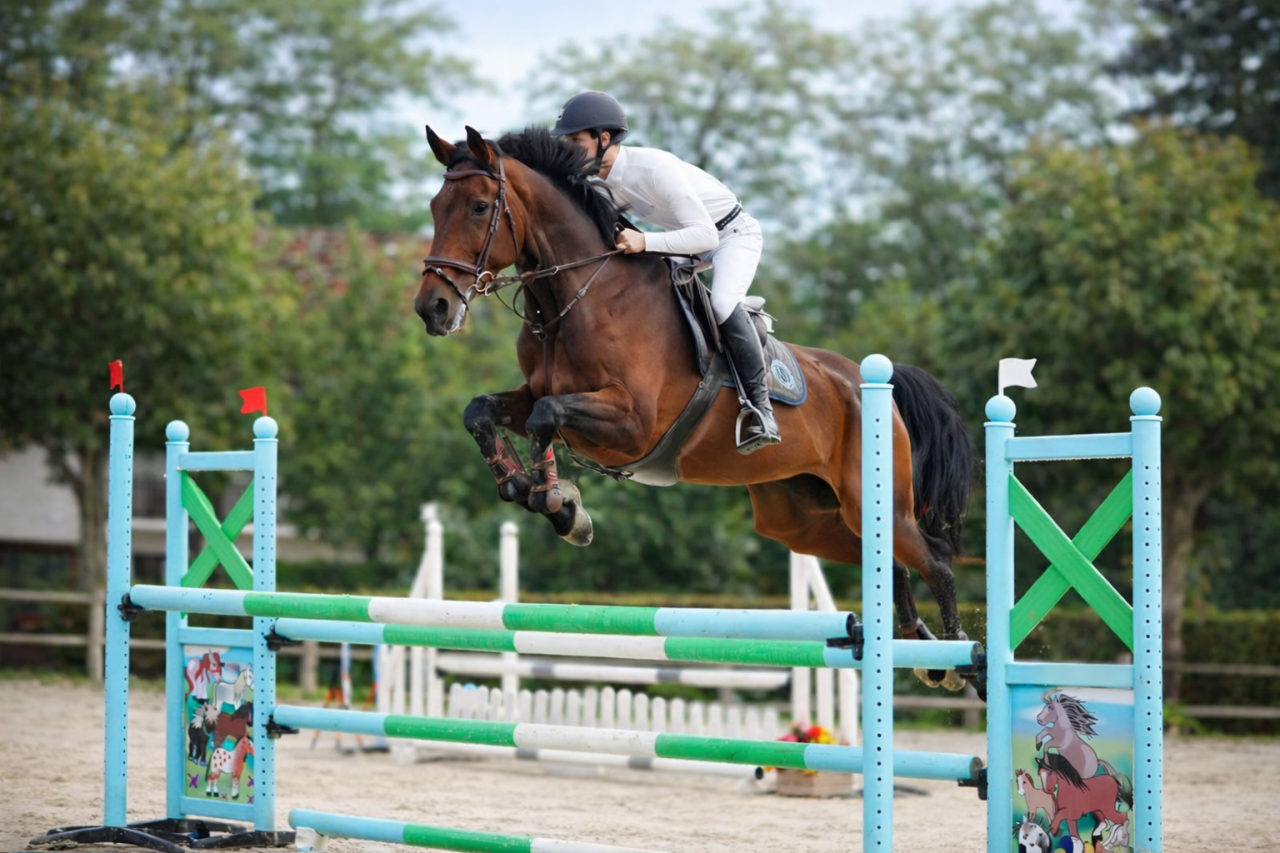 Merrie Zangersheide Te koop 2011 Donker bruin / bai