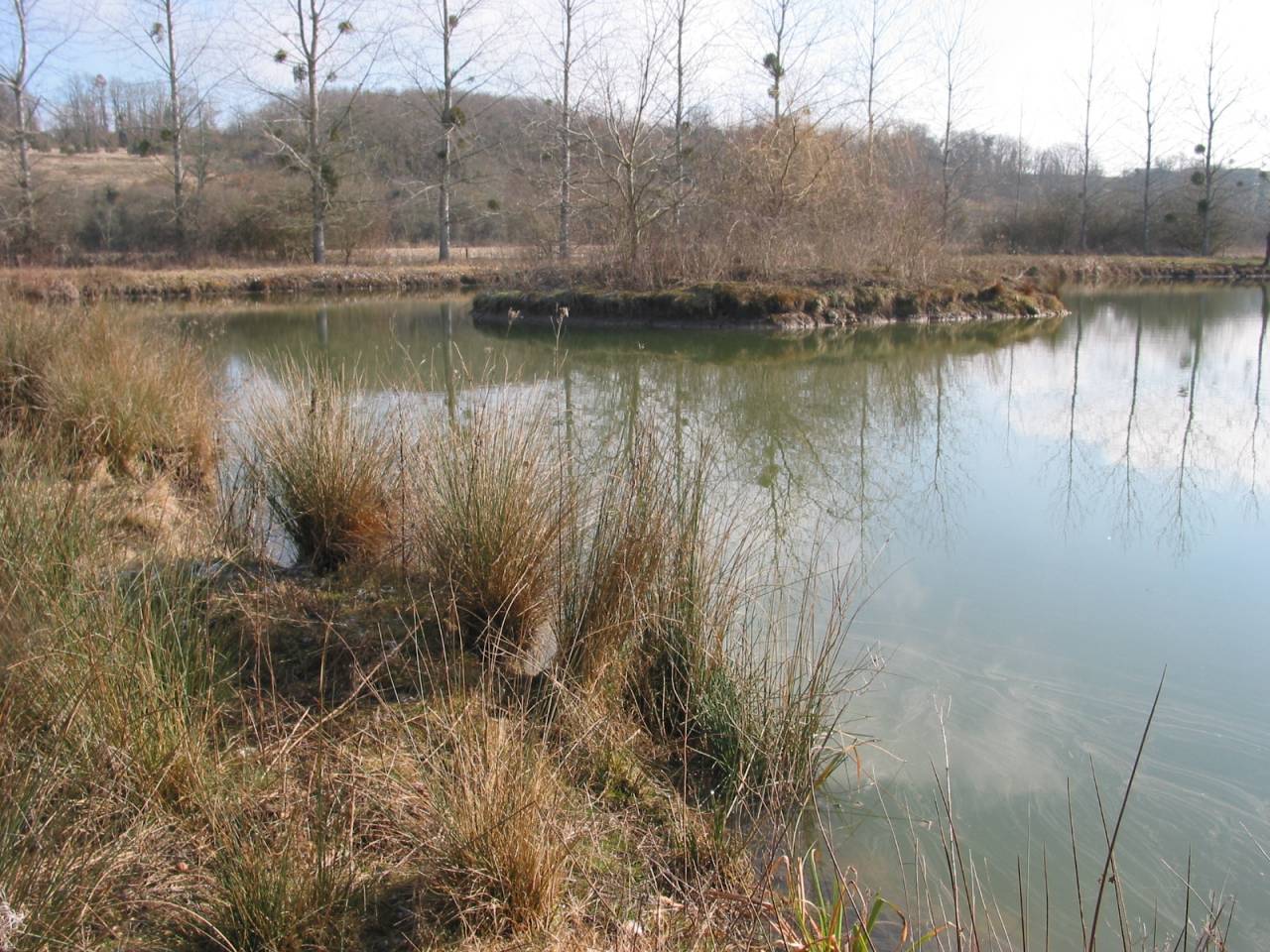 Mooi hippisch vastgoed Koop Charente