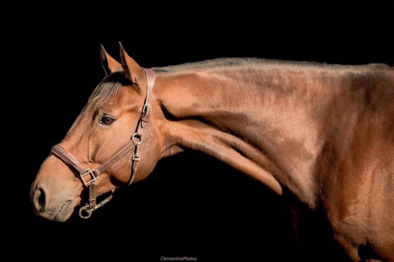 Ruin Holsteiner Te koop 2018 Donker bruin / bai ,  CANTURANO (DEU)