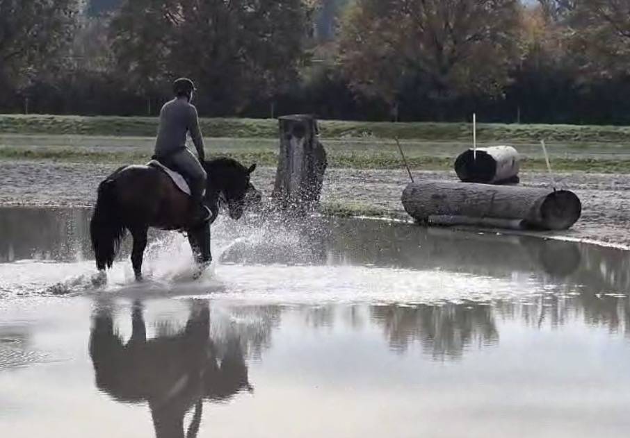 Ruin Zwitsers sportpaard  Te koop 2021 Donker bruin / bai ,  FANDSY DE ST PAUL
