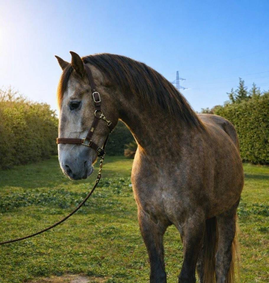 Ruin Lusitano Te koop 2022 Schimmel