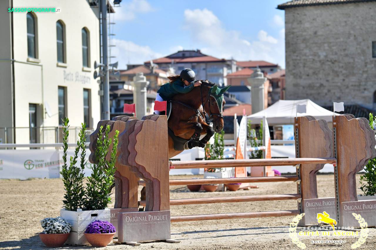 Merrie Tsjechisch sportpaard Te koop 2013 Donker bruin / bai