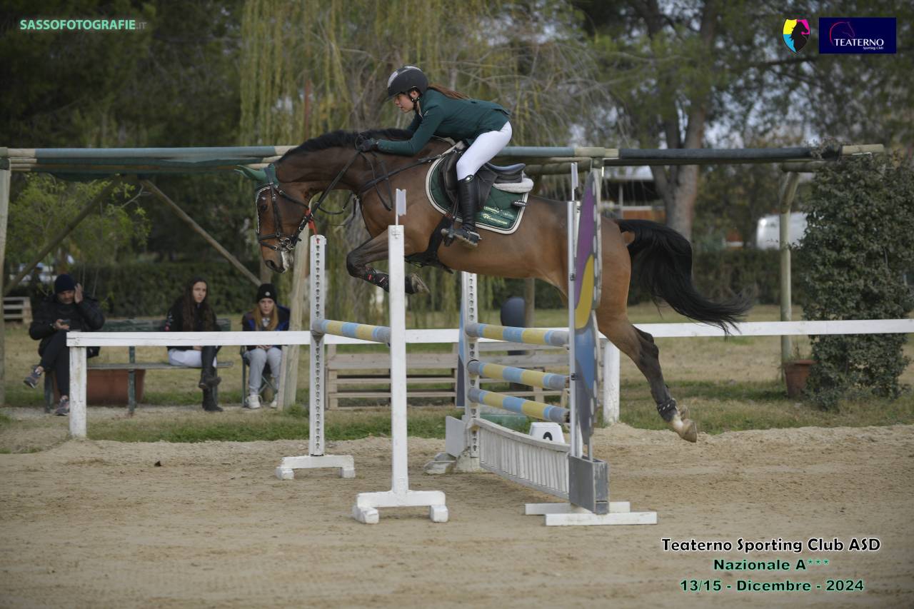 Merrie Tsjechisch sportpaard Te koop 2013 Donker bruin / bai