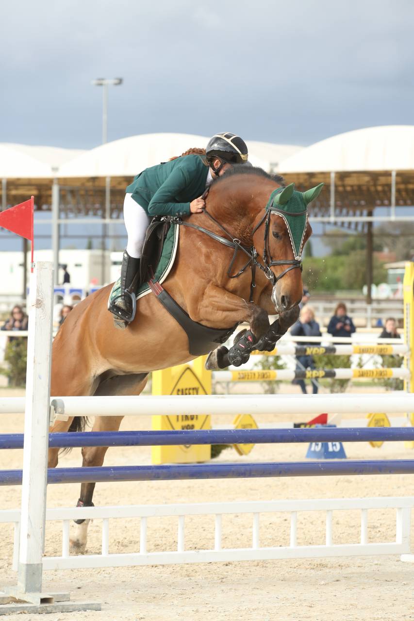 Merrie Tsjechisch sportpaard Te koop 2013 Donker bruin / bai