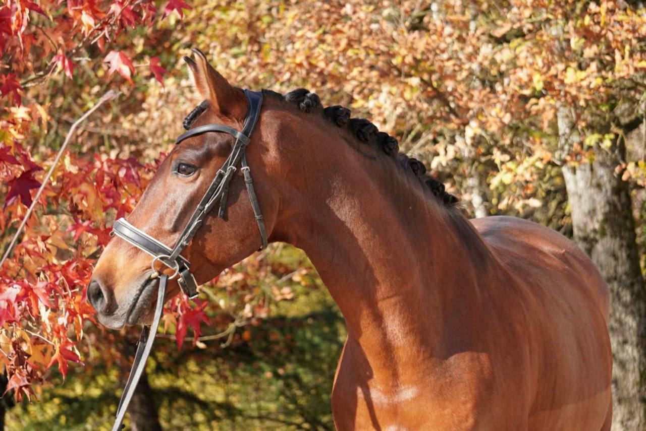 Ruin PRE Puur Ras Spaans Te koop 2013 Donker bruin / bai