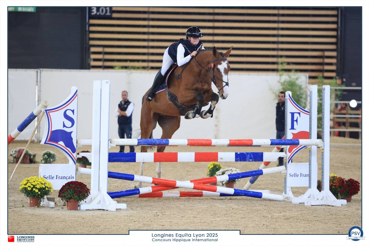 Ruin Selle Fran&ccedil;ais Te koop 2022 Donker bruin / bai ,  Chacgrano &ndash; DEU